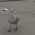 Ring-billed Gull