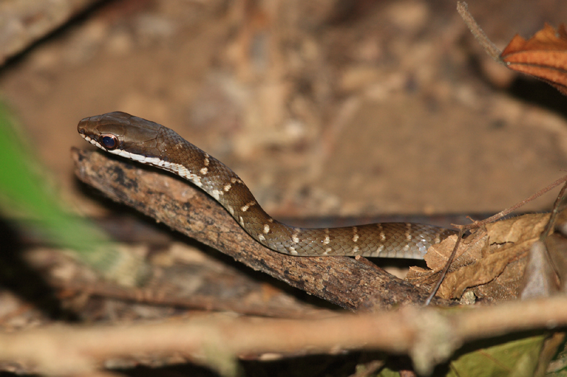 Dryad Snake