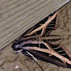 Banded Sphinx