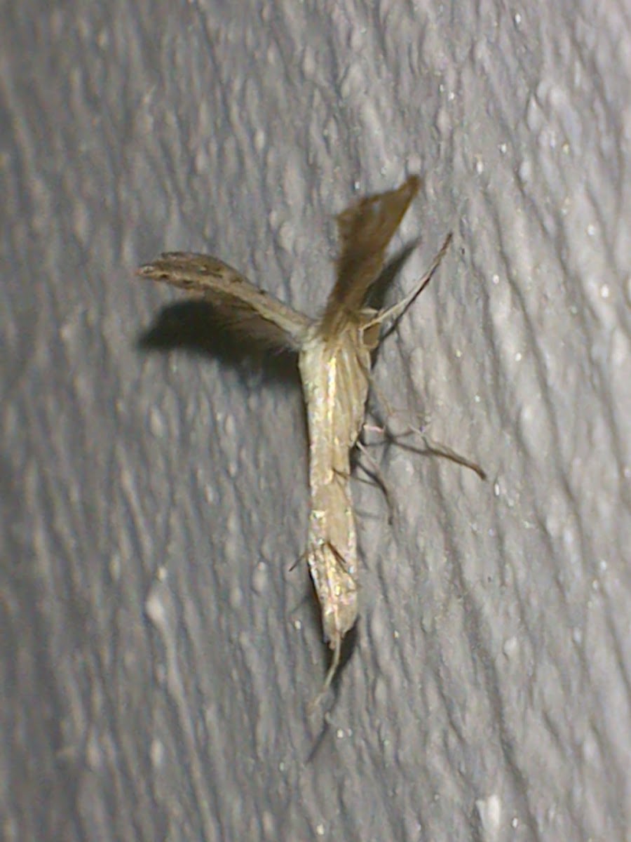 Tiny White Plume Moth