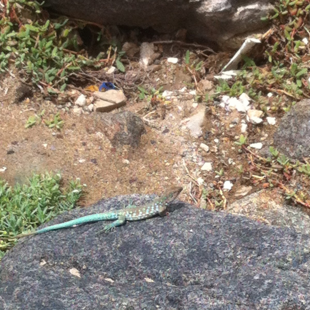 Aruban Whiptail Lizard