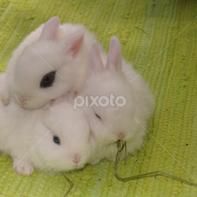 Three white bunnies by Zlatko Ivancok - Animals Other