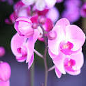 Moth Orchid