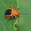 Passionflower flea beetle