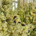 Nectar scarabs
