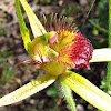 Carbunup King Spider Orchid