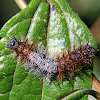 Actinote caterpillar