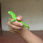iguana - green iguana