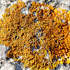 common orange lichen, yellow scale, maritime sunburst lichen