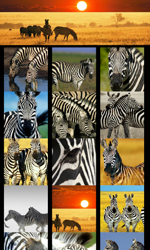 Zebras Animal Wallpapers