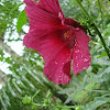 Swamp hibiscus
