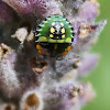 Southern Green Stink Bug
