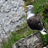 Great Black-Backed Gull