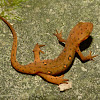 Red-spotted newt (eft)