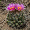 Beehive Cactus