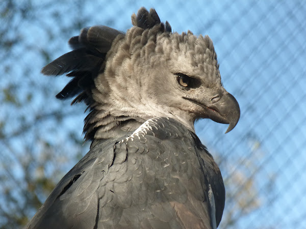 Interesting CreaturesThe Harpy Eagle (Harpia harpyja) - Kaieteur News