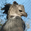 Harpia (Harpy eagle)