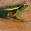Pygmy Hatchet-Faced Treefrog