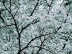 Frozen. Tarun Chandel Photoblog