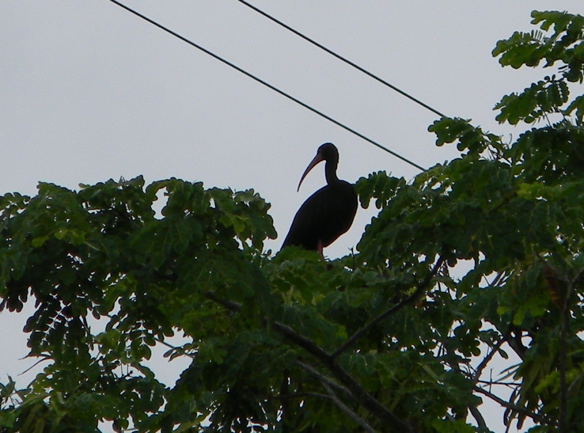 ibis de cara roja - bare-faced ibis