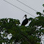 ibis de cara roja - bare-faced ibis