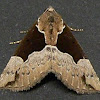 Dimorphic Bomolocha Moth