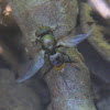 Picture-winged Fly, female
