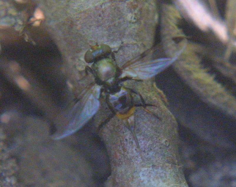 Picture-winged Fly, female