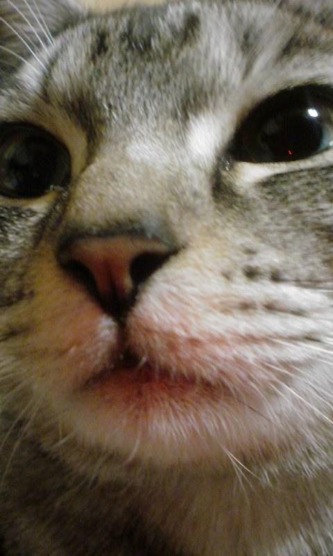 Test paid app 2 Screen 3