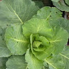 Cabbage, 'Early Wakefield'