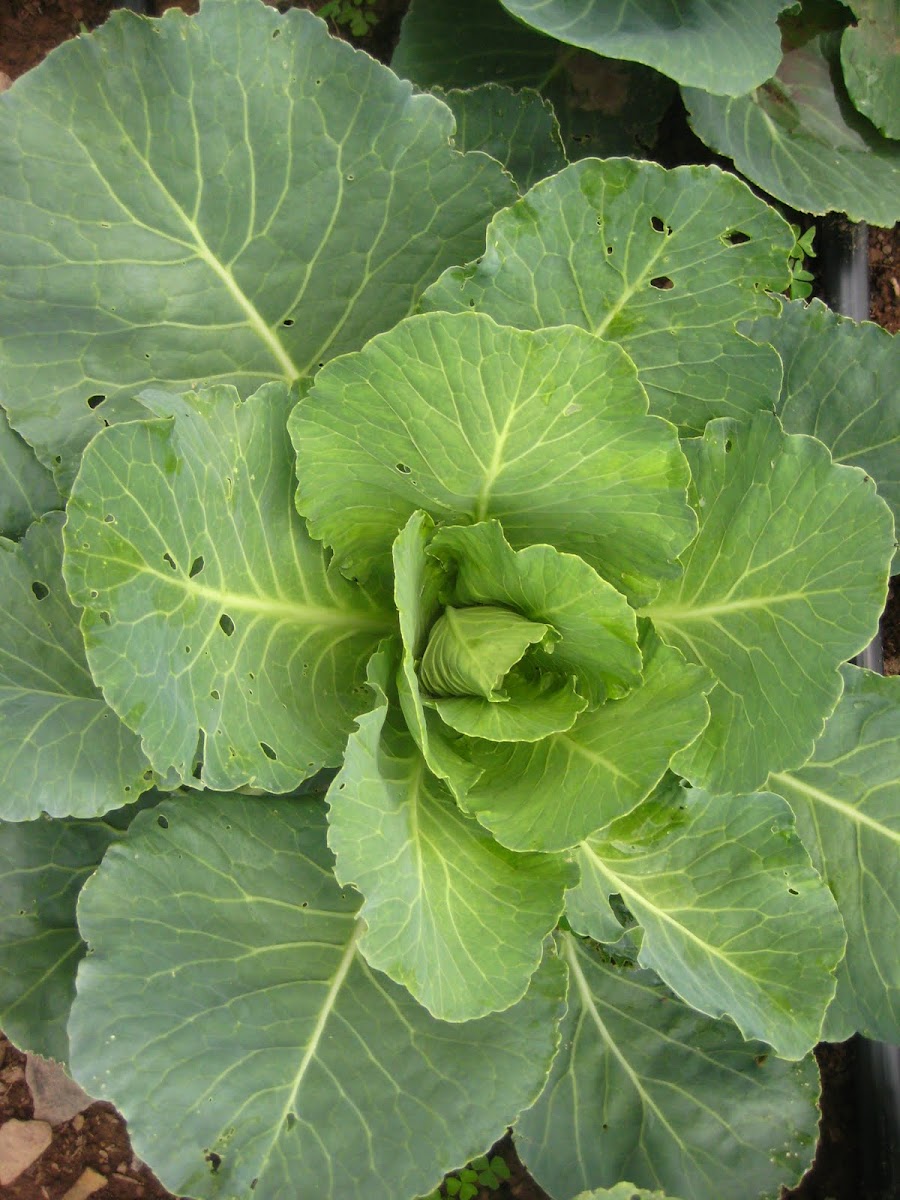 Cabbage, 'Early Wakefield'