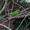 Periquito verde, Parakeet-green