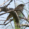 Nightingale; Ruiseñor Común