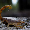 Escorpión en Bermejales