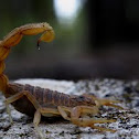 Escorpión en Bermejales