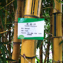 Golden bamboo