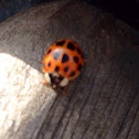 Lady bug/ lady bird beetle