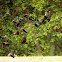 Red-winged Blackbird (flock)