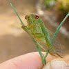Australian Green Grocer cicada