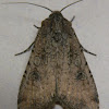 Variegated Cutworm Moth