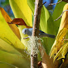 Blue-gray Tanager