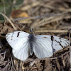 High Andean Butterfly