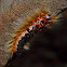 Cape Lappet Moth caterpillar