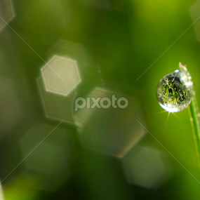 bokeh dan embun by A Hakim - Nature Up Close Natural Waterdrops
