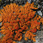 elegant sunburst lichen