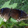 Blue-spotted Crow Butterfly