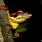 Mountain hourglass tree frog