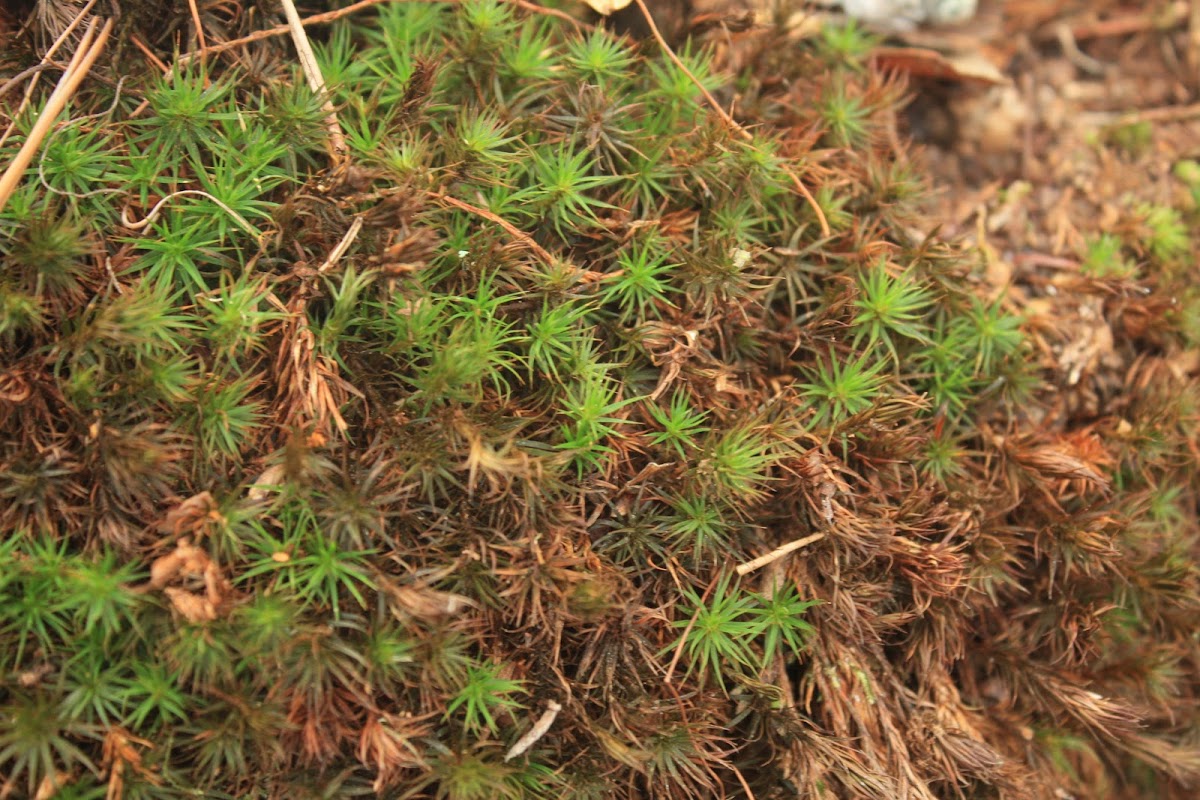 Common hair-cap moss
