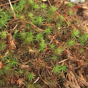 Common hair-cap moss
