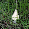 White slime mold